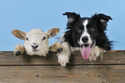 dog lamb