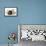 Dog and Lamb, Border Collie Sitting Between Two Cross-null-Framed Stretched Canvas displayed on a wall
