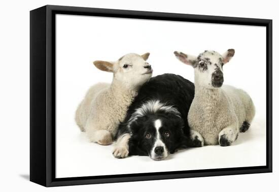 Dog and Lamb, Border Collie Sitting Between Two Cross-null-Framed Stretched Canvas