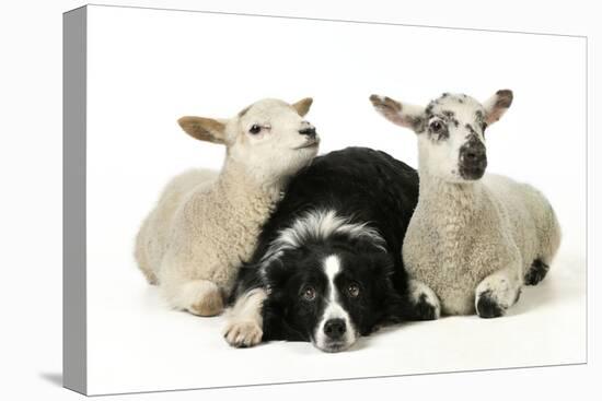 Dog and Lamb, Border Collie Sitting Between Two Cross-null-Stretched Canvas