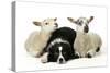Dog and Lamb, Border Collie Sitting Between Two Cross-null-Stretched Canvas