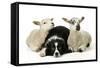 Dog and Lamb, Border Collie Sitting Between Two Cross-null-Framed Stretched Canvas