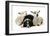 Dog and Lamb, Border Collie Sitting Between Two Cross-null-Framed Photographic Print
