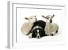 Dog and Lamb, Border Collie Sitting Between Two Cross-null-Framed Photographic Print