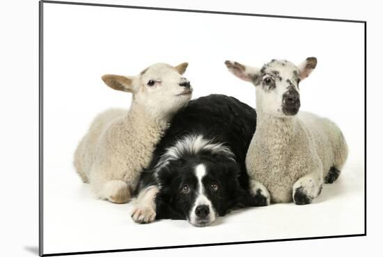 Dog and Lamb, Border Collie Sitting Between Two Cross-null-Mounted Photographic Print