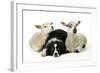 Dog and Lamb, Border Collie Sitting Between Two Cross-null-Framed Photographic Print