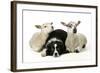 Dog and Lamb, Border Collie Sitting Between Two Cross-null-Framed Photographic Print
