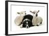 Dog and Lamb, Border Collie Sitting Between Two Cross-null-Framed Photographic Print