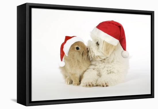 Dog and Rabbit Coton De Tulear Puppy (8 Wks Old)-null-Framed Stretched Canvas