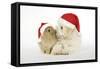 Dog and Rabbit Coton De Tulear Puppy (8 Wks Old)-null-Framed Stretched Canvas