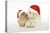 Dog and Rabbit Coton De Tulear Puppy (8 Wks Old)-null-Stretched Canvas