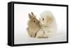 Dog and Rabbit Coton De Tulear Puppy (8 Wks Old)-null-Framed Stretched Canvas