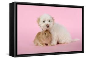 Dog and Rabbit Coton De Tulear Puppy (8 Wks Old)-null-Framed Stretched Canvas