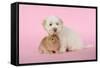 Dog and Rabbit Coton De Tulear Puppy (8 Wks Old)-null-Framed Stretched Canvas