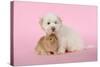 Dog and Rabbit Coton De Tulear Puppy (8 Wks Old)-null-Stretched Canvas