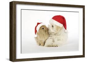 Dog and Rabbit Coton De Tulear Puppy (8 Wks Old)-null-Framed Photographic Print