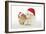 Dog and Rabbit Coton De Tulear Puppy (8 Wks Old)-null-Framed Photographic Print