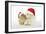 Dog and Rabbit Coton De Tulear Puppy (8 Wks Old)-null-Framed Photographic Print