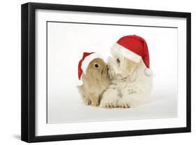 Dog and Rabbit Coton De Tulear Puppy (8 Wks Old)-null-Framed Photographic Print