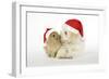 Dog and Rabbit Coton De Tulear Puppy (8 Wks Old)-null-Framed Photographic Print