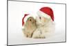 Dog and Rabbit Coton De Tulear Puppy (8 Wks Old)-null-Mounted Photographic Print