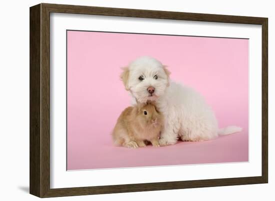 Dog and Rabbit Coton De Tulear Puppy (8 Wks Old)-null-Framed Photographic Print