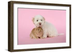 Dog and Rabbit Coton De Tulear Puppy (8 Wks Old)-null-Framed Photographic Print