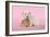 Dog and Rabbit Coton De Tulear Puppy (8 Wks Old)-null-Framed Photographic Print