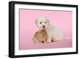 Dog and Rabbit Coton De Tulear Puppy (8 Wks Old)-null-Framed Photographic Print