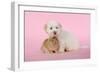 Dog and Rabbit Coton De Tulear Puppy (8 Wks Old)-null-Framed Photographic Print