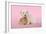 Dog and Rabbit Coton De Tulear Puppy (8 Wks Old)-null-Framed Photographic Print