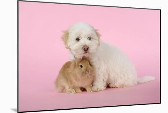 Dog and Rabbit Coton De Tulear Puppy (8 Wks Old)-null-Mounted Photographic Print
