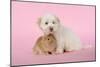 Dog and Rabbit Coton De Tulear Puppy (8 Wks Old)-null-Mounted Photographic Print