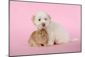 Dog and Rabbit Coton De Tulear Puppy (8 Wks Old)-null-Mounted Photographic Print