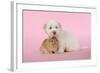 Dog and Rabbit Coton De Tulear Puppy (8 Wks Old)-null-Framed Photographic Print