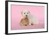 Dog and Rabbit Coton De Tulear Puppy (8 Wks Old)-null-Framed Photographic Print