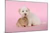 Dog and Rabbit Coton De Tulear Puppy (8 Wks Old)-null-Mounted Photographic Print