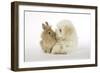 Dog and Rabbit Coton De Tulear Puppy (8 Wks Old)-null-Framed Photographic Print