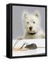 Dog and Rat West Highland Terrier Watching Rat-null-Framed Stretched Canvas