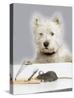 Dog and Rat West Highland Terrier Watching Rat-null-Stretched Canvas