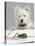 Dog and Rat West Highland Terrier Watching Rat-null-Stretched Canvas