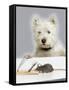 Dog and Rat West Highland Terrier Watching Rat-null-Framed Stretched Canvas