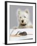 Dog and Rat West Highland Terrier Watching Rat-null-Framed Photographic Print