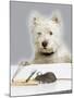 Dog and Rat West Highland Terrier Watching Rat-null-Mounted Photographic Print