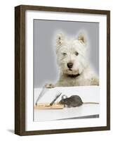 Dog and Rat West Highland Terrier Watching Rat-null-Framed Photographic Print