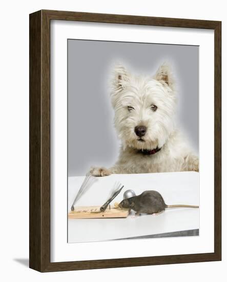 Dog and Rat West Highland Terrier Watching Rat-null-Framed Photographic Print