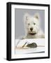 Dog and Rat West Highland Terrier Watching Rat-null-Framed Photographic Print