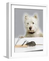 Dog and Rat West Highland Terrier Watching Rat-null-Framed Photographic Print