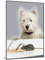Dog and Rat West Highland Terrier Watching Rat-null-Mounted Photographic Print