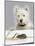 Dog and Rat West Highland Terrier Watching Rat-null-Mounted Photographic Print